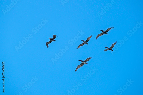 A group of five (5) Brown Pelicans flies in a loose formation in a blue sky.