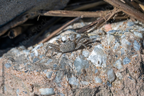 An Atlantic Ghost Crab scurries across a block of beach rip-rap.