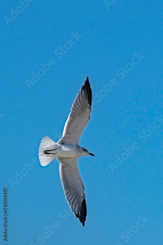 Laughing Gull displays the underside of its wings as it soars in a cloudless blue sky.