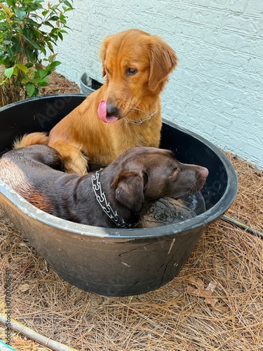 Puppies in tub