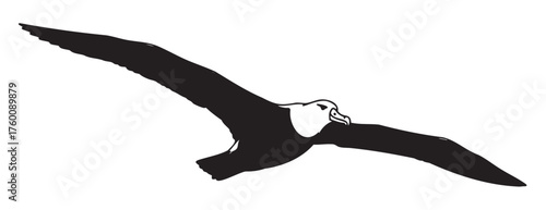 Black silhouette of a soaring albatross with wings fully extended, showcasing its majestic flight profile.