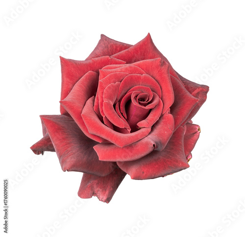 A red rose flower isolated on a white background