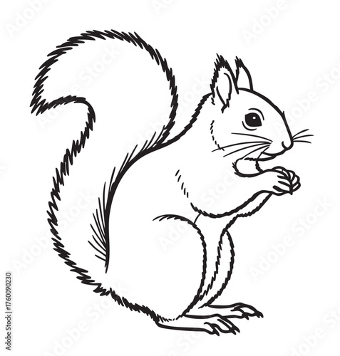 Black outline sketch of a squirrel in a standing position with detailed features and bushy tail.