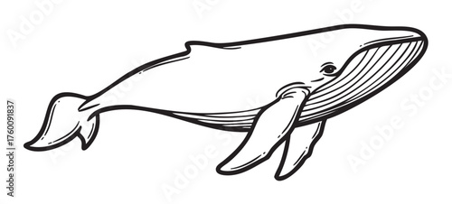 Black outline drawing of a blue whale, clearly showcasing its large body, wide head, and distinct baleen plates.