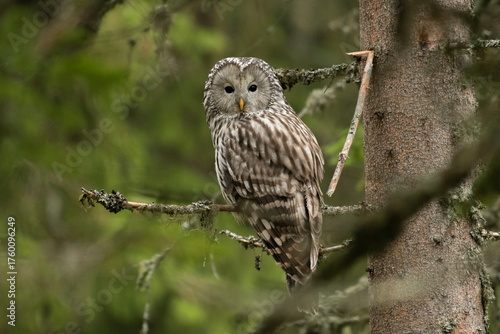 Принти на полотні A long-tailed owl in its natural habitat  (Strix uralensis)