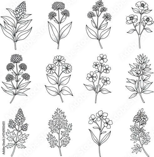 Set of Hand Drawn Botanical Herbs Flowers and Wild Plants Vector
