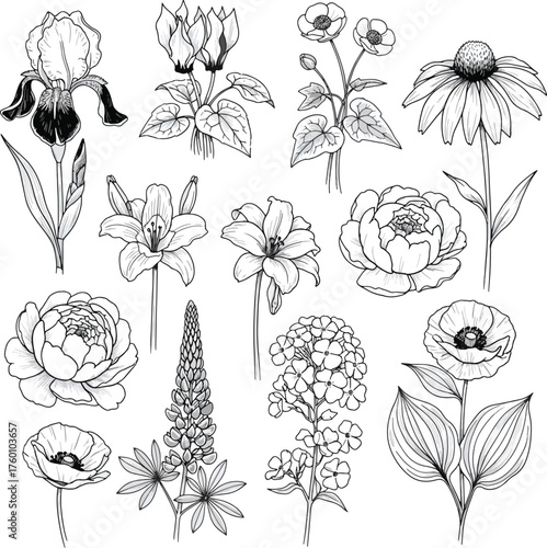 Vintage Botanical Flower Set Hand Drawn Engraved Sketch Style