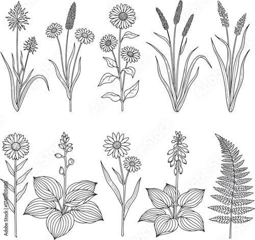 Vintage Botanical Set Hand Drawn Wildflowers and Herbs Collection