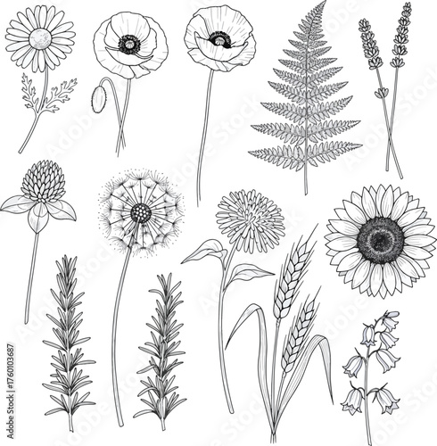 Wildflower botanical vector set hand drawn illustration