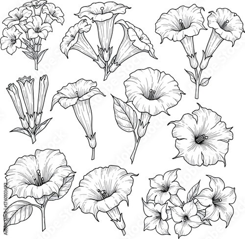 Botanical sketch set of flowering plants detailed hand drawn line art