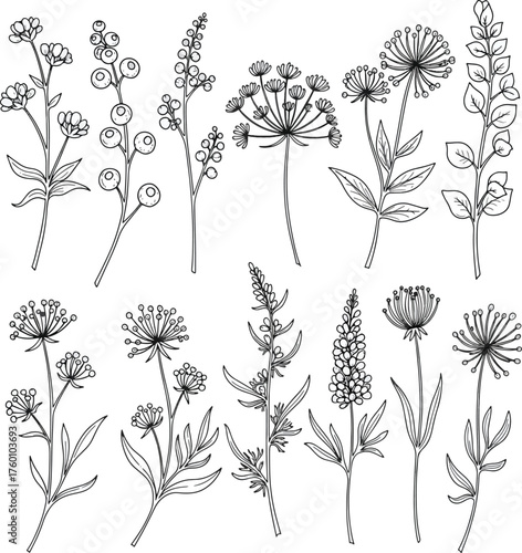 Hand Drawn Wildflower Sketch Set Botanical Line Art Collection