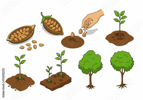 Isometric Handdrawn Growing Tree Lifecycle Process from Seedling to Tree