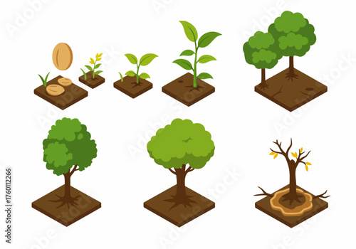 Isometric Detailed Growth Stages of Tree Development Process Illustration