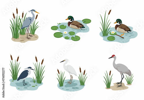 Flat Illustration of Diverse Bird Species in Natural Wetland Environment
