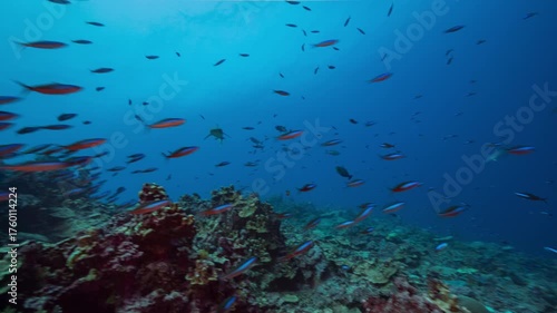 Underwater shot of busy deep coral reef with schools of fish and camera whip pans to fast swimming shark