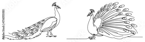 Set of two peacocks one with fanned tail feathers. Beautiful bird the national symbol of India in a continuous one line drawing style. Vector illustration.