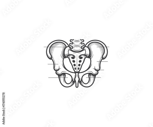 Pelvic Anatomy Illustration: A detailed illustration of the human pelvis, showcasing its intricate bone structure and form.