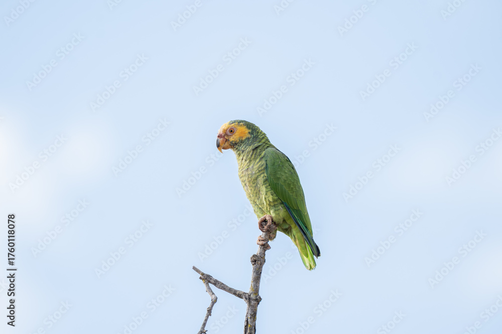 Fototapeta premium Papagaio galego (Alipiopsitta xanthops) pousado em um galho sob um lindo céu azul olhando para a esquerda 
