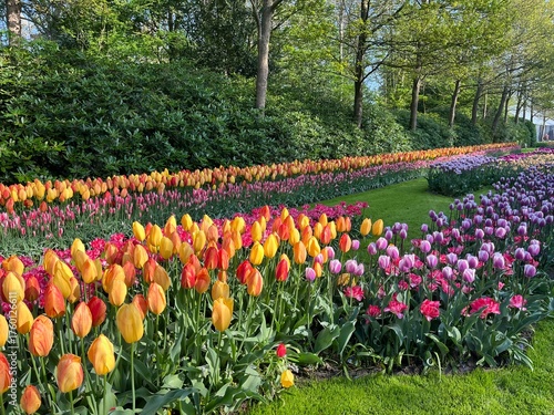Keukenhof in Lisse, Netherlands	

