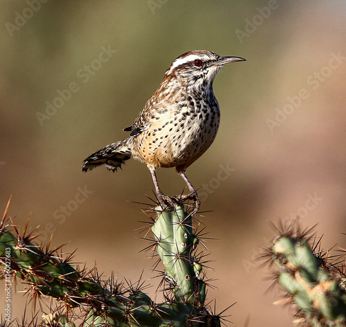 Cactus Wren
