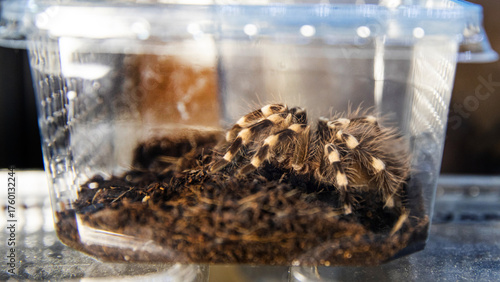 Photography Hairy tarantula spider close-up in clear enclosure