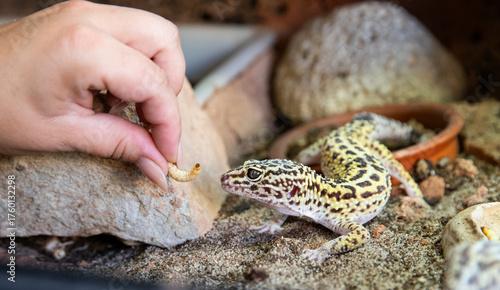 Photography Feeding a reptile, hand bacon eats worms from human hands