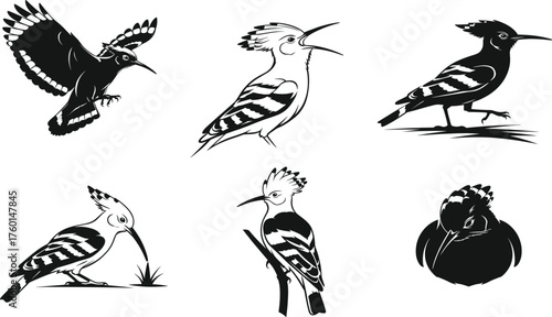Hoopoe bird vector set in black and white, flying, perched, pecking, crest raised, resting poses for nature illustration