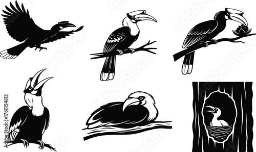Hornbill bird vector set showing flight, nesting, feeding, perching, and resting poses in black and white wildlife illustration style