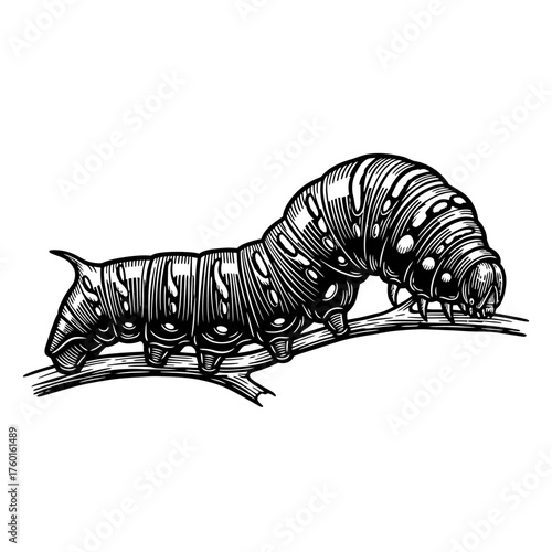 Detailed woodcut engraving illustration of a caterpillar crawling on a branch, high contrast and intricate details