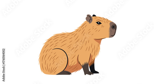 A cute furry capybara sitting on a white background watching to the right.