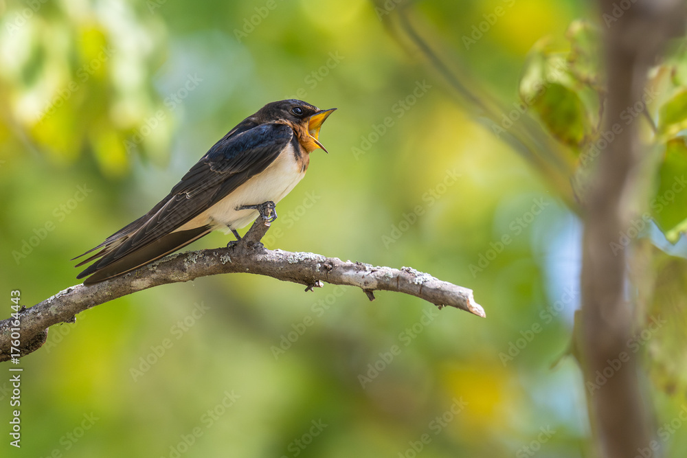 Obraz premium Barn swallow perched on a branch, its beak wide open.