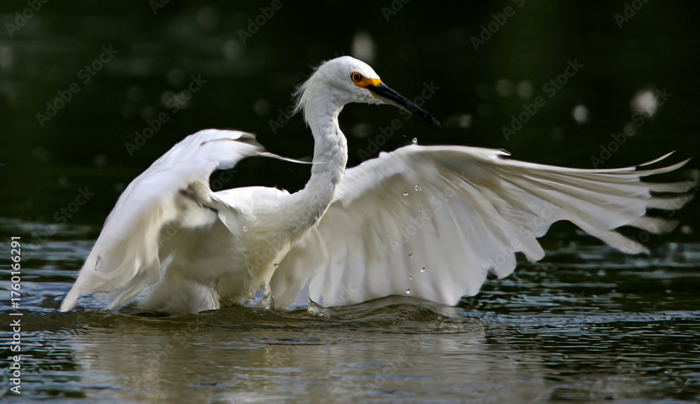 Obraz premium Snowy Egret 