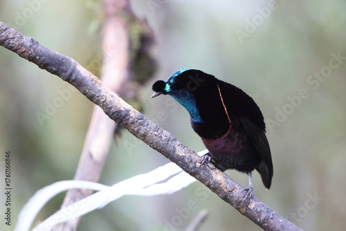 The ribbon-tailed astrapia, also known as Shaw Mayer's astrapia (Astrapia mayeri), is a species of bird-of-paradise.