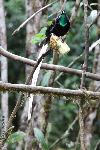 Foto The ribbon-tailed astrapia, also known as Shaw Mayer's astrapia (Astrapia mayeri), is a species of bird-of-paradise