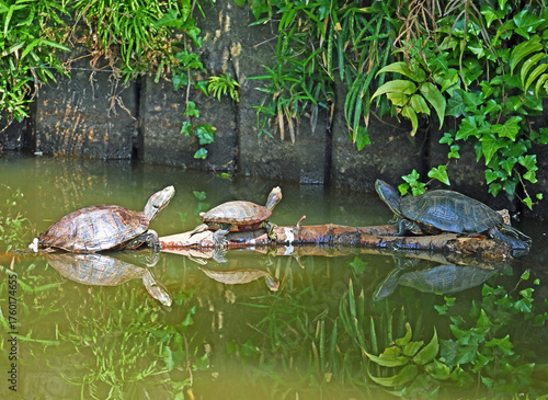 甲羅干しをするアカミミガメの群れ
