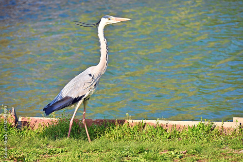 風に吹かれるアオサギ