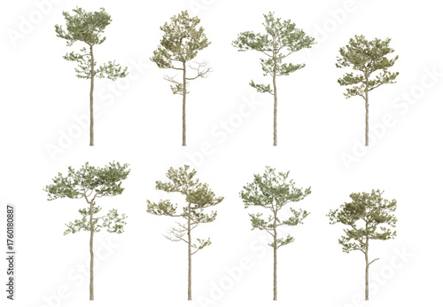 Fényképezés 3d illustration set pine trees of Pinus elliottii in different view on transpare