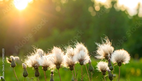 Fototapeta Naklejka Na Ścianę i Meble -  Sunlight bathes fluffy seed heads in a field, creating a warm, inviting scene