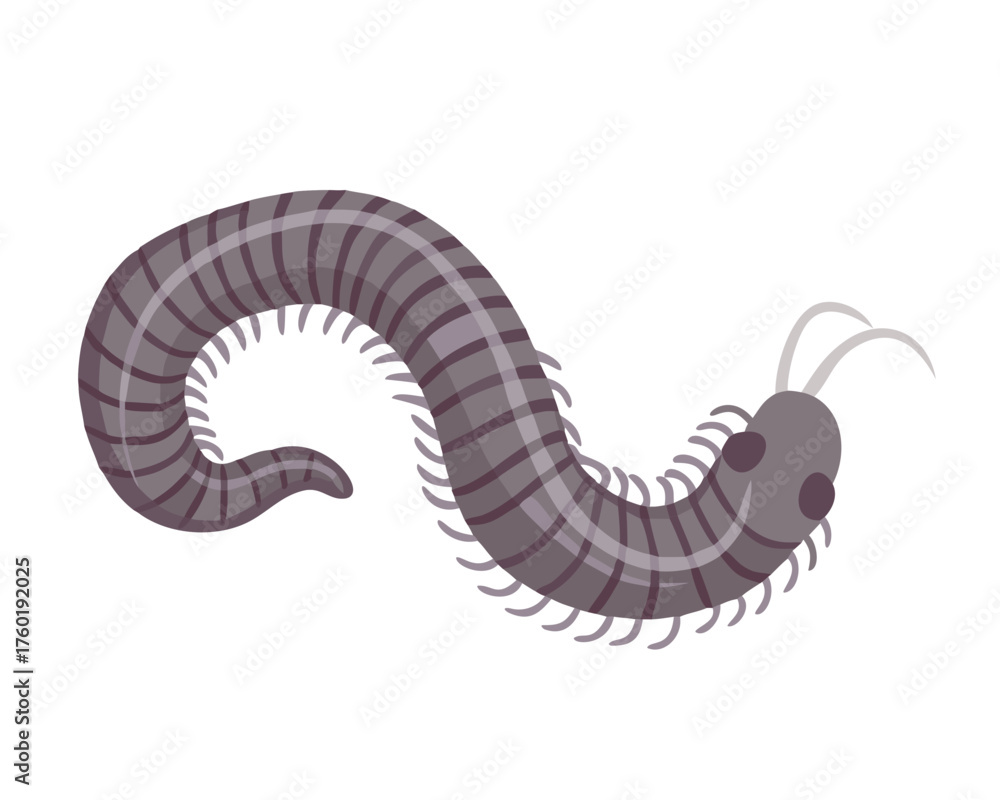 Fototapeta premium Millipede, flat style 2D vector image, isolated on a white background 