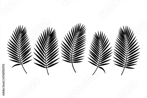 Palm Leaf Silhouette Vector