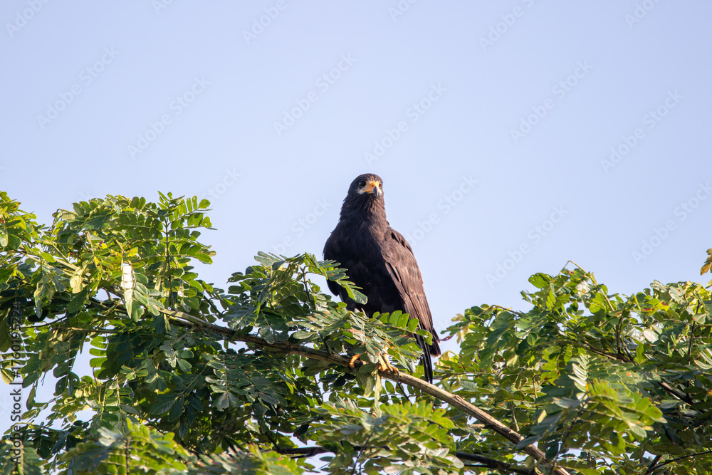 Fototapeta premium A Common Black Hawk in Costa Rica