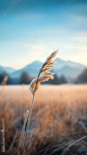 Frosty plant in sunrise field, mountains in background