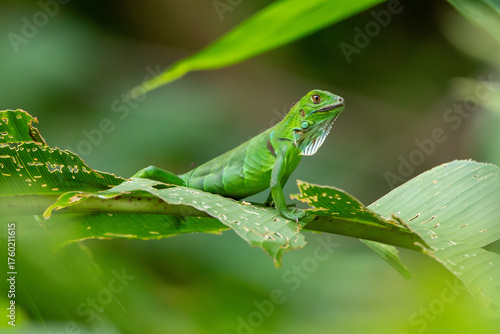 Wallpaper Mural A Green Iguana in Costa Rica Torontodigital.ca