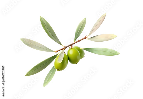 Wallpaper Mural Green olive branch with fresh leaves isolated on white background vector illustration Torontodigital.ca