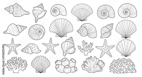 A diverse collection of seashells starfish and coral elements is presented in a detailed hand-drawn illustration.