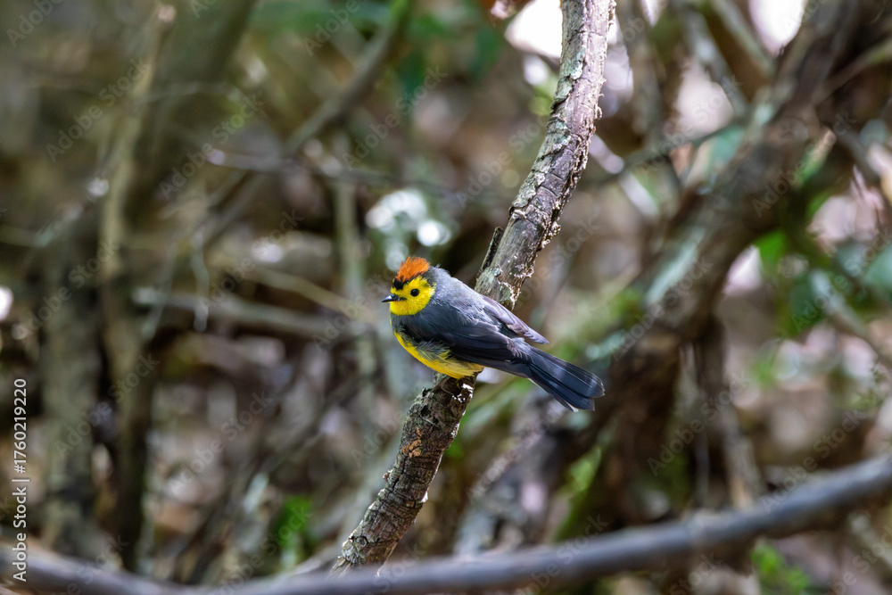 Naklejka premium A Collared Redstart in Costa Rica