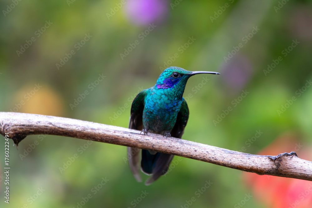 Fototapeta premium A Lesser Violetear in Costa Rica
