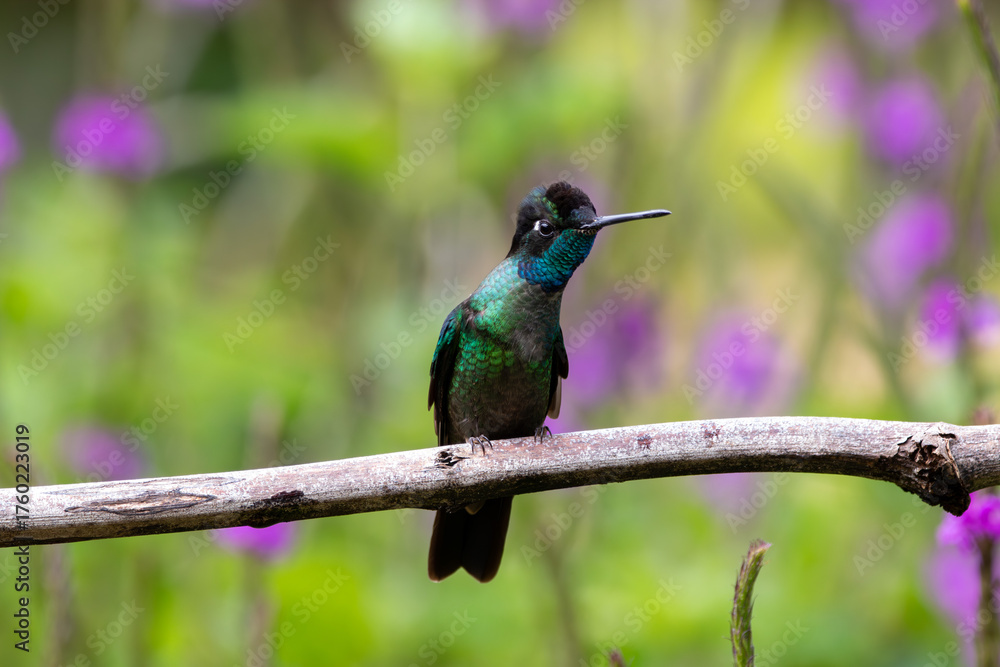 Fototapeta premium A Talamanca Hummingbird in Costa Rica