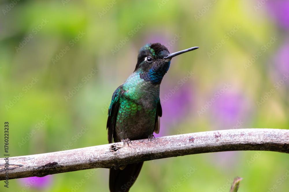 Fototapeta premium A Talamanca Hummingbird in Costa Rica