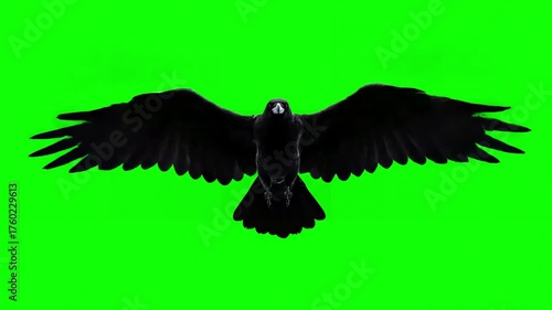 Compositing Elements with black bird fly on top at green screen background alpha channel bottom view distortion, overlay, glitch, static noise, scan lines background, 4k animated video loop